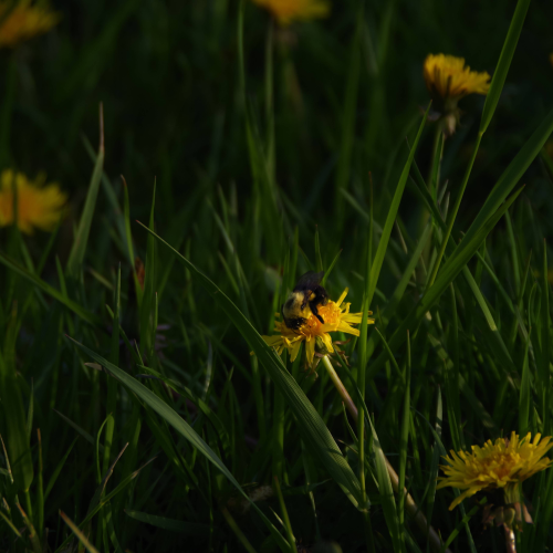 Drunk on Dandelion nectar