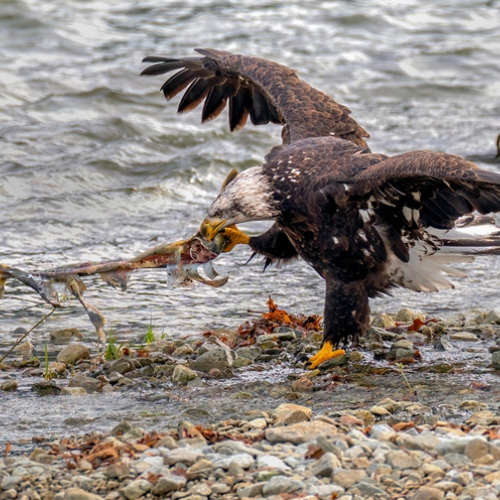 2 bald eagles are fighting for salmon