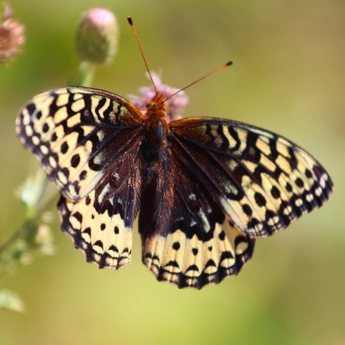 Stunning SPANGLED 🌟🦋surprise!