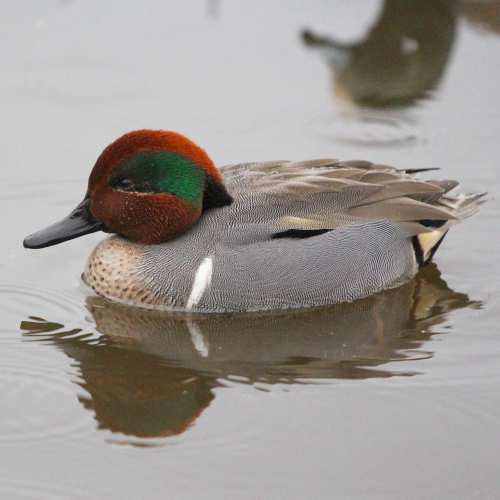 Dazzling little dabbler!