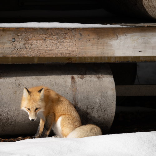 Sheepish Fox