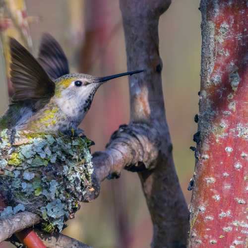 Hummingbird in the nest