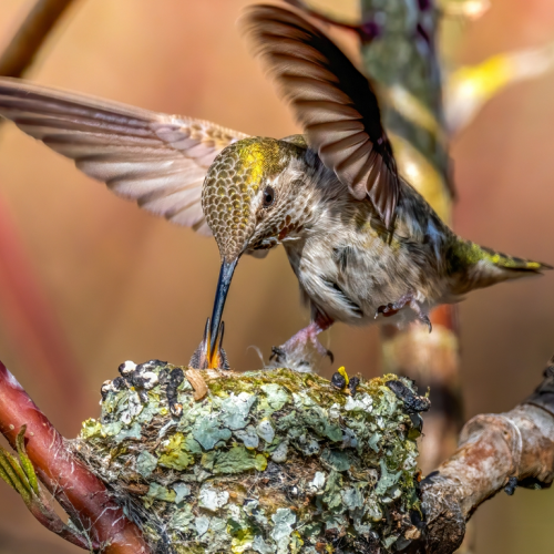 Hummingbirds flying with wings feeding their babies