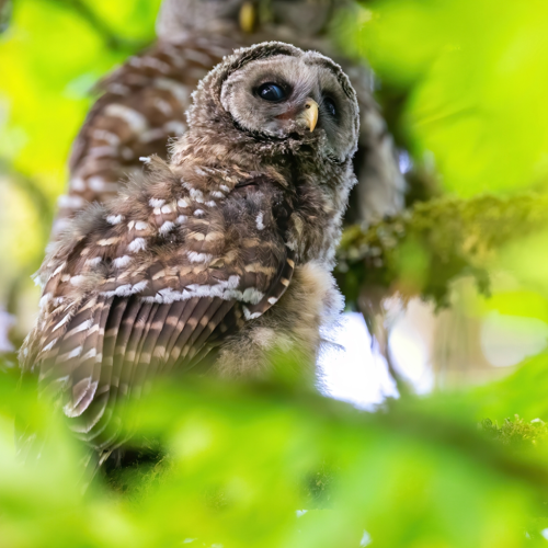 barred owl