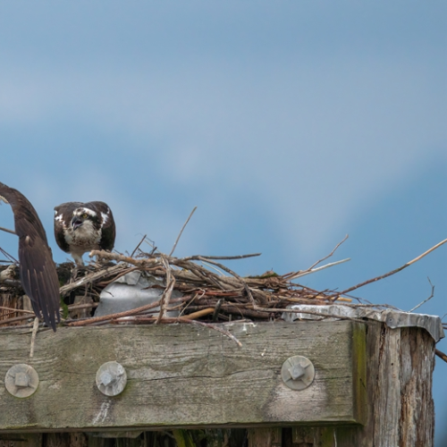 osprey nest