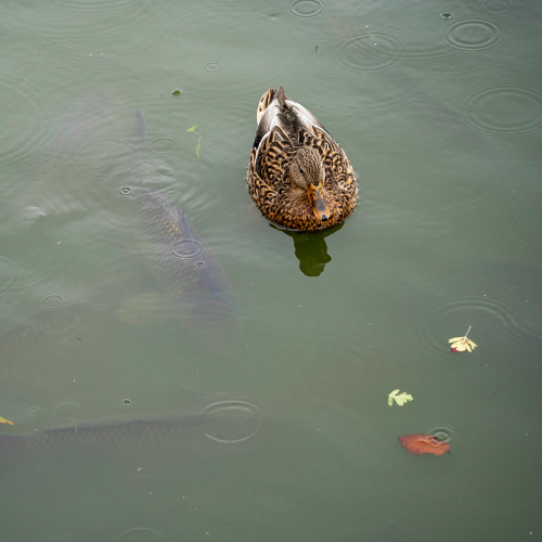 I Don't Give A Duck