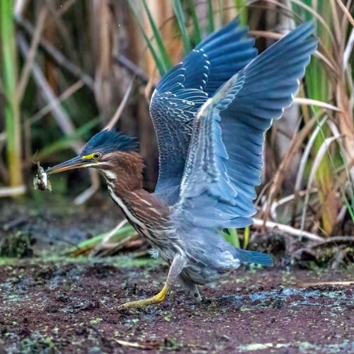 Green heron with frog