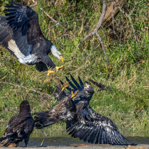fight