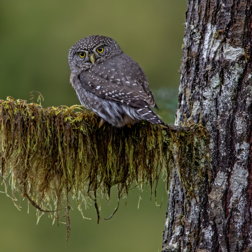 Mossy Perch