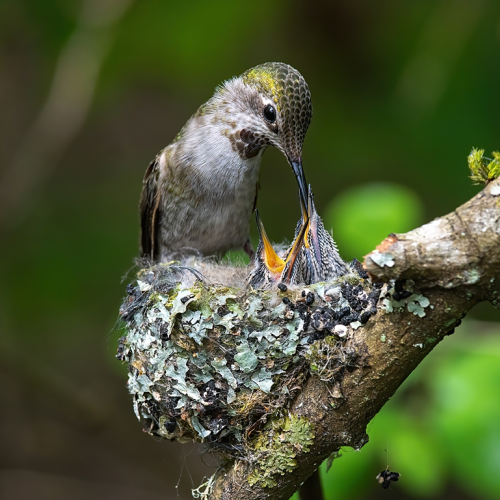 Hummingbird