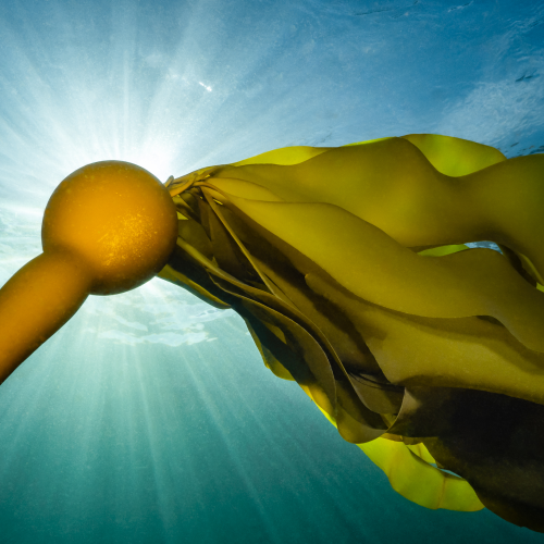 Kelp Sunburst