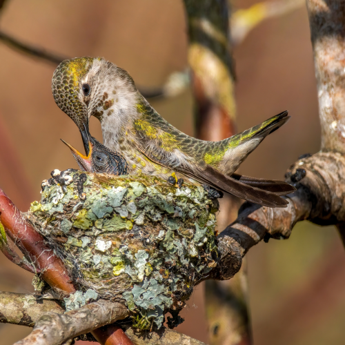 Hummingbird feeding baby in the nest