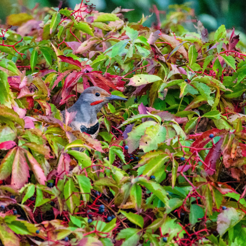 A splash of colour from the virginia creeper and a Northern Flicker.