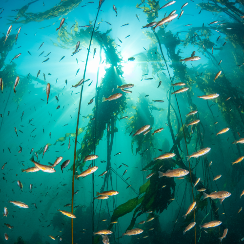 Kelp Forest Nursery