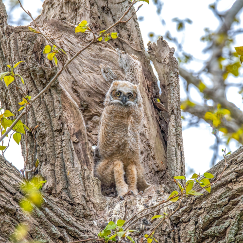 Young great horned owl