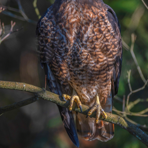 red-tailed hawk