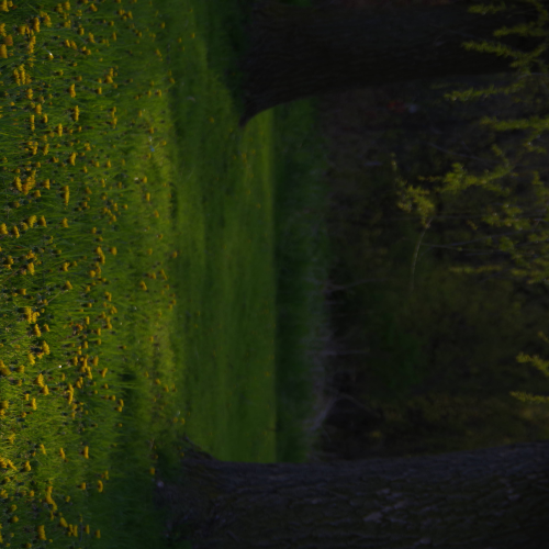 Dandelion Meadow