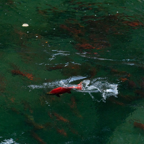 Maing A Splash