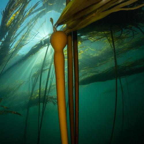 Kelp Forest Sunburst