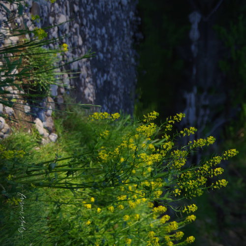 Sunny day by the creek