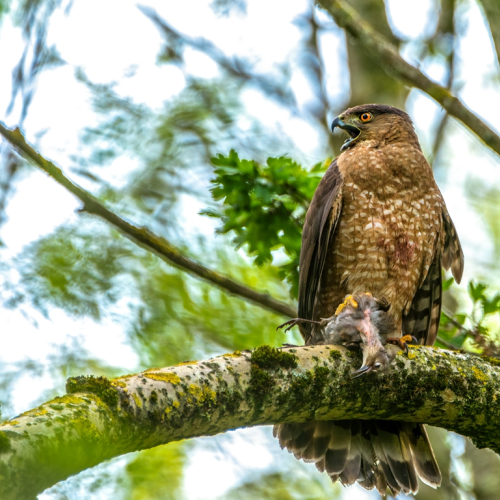 Cooper's hawk hunting