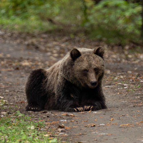 Just Bear With Me
