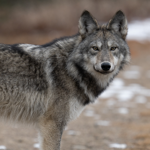Algonquin Park Wolve
