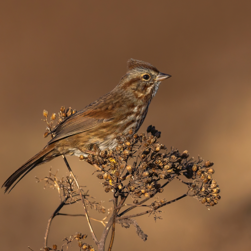 bird