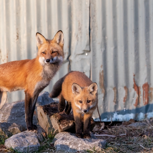 Fox