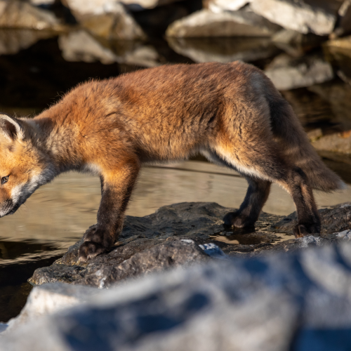 Fox