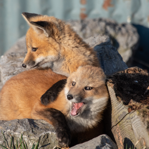 Fox