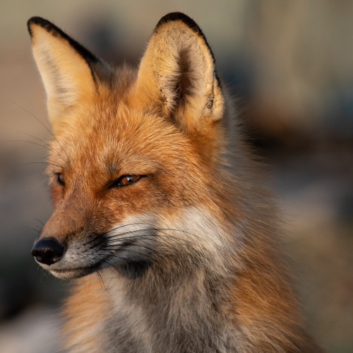 Fox