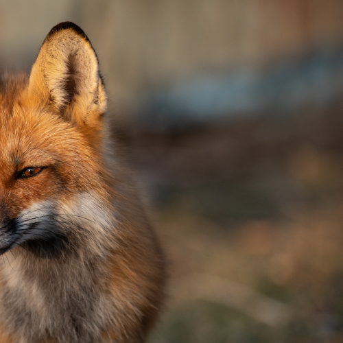 Fox