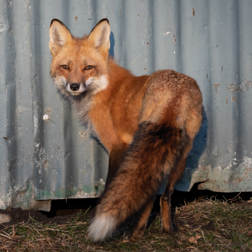 Fox