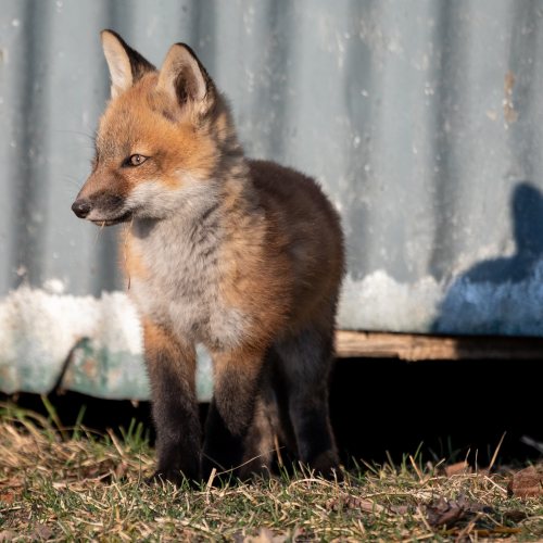 Fox