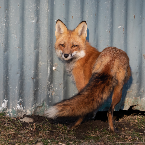 Fox