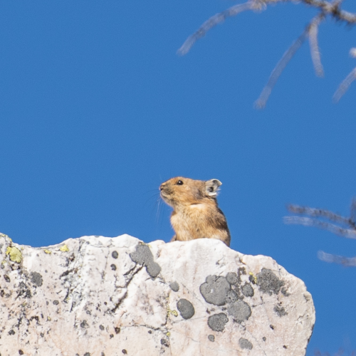 Proud Pika