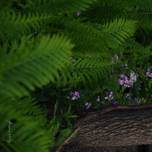 Pretty in Fern field