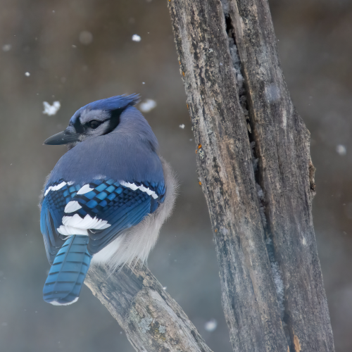 Jay in Snowfall