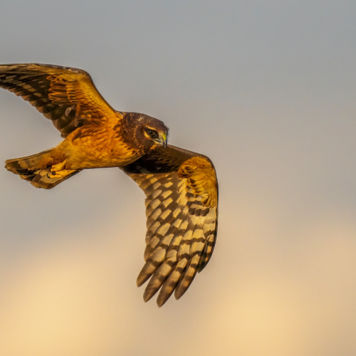 northern harrier hawk flying at sunset
