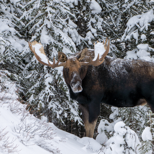 Winter Moose