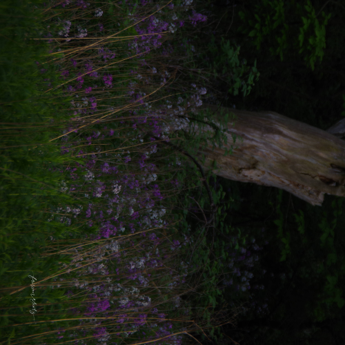 Wildflower meadow