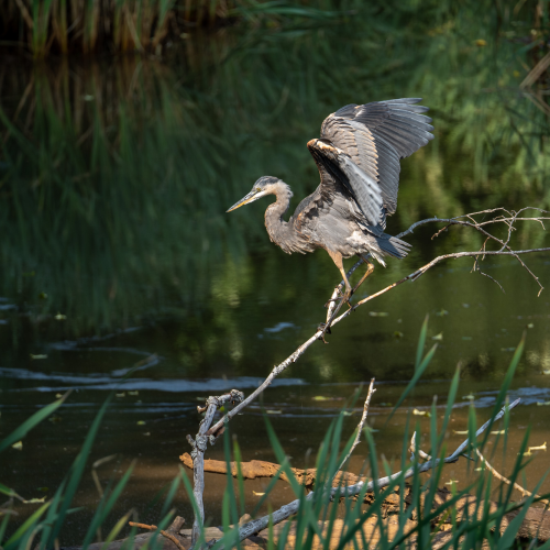 Taking Flight