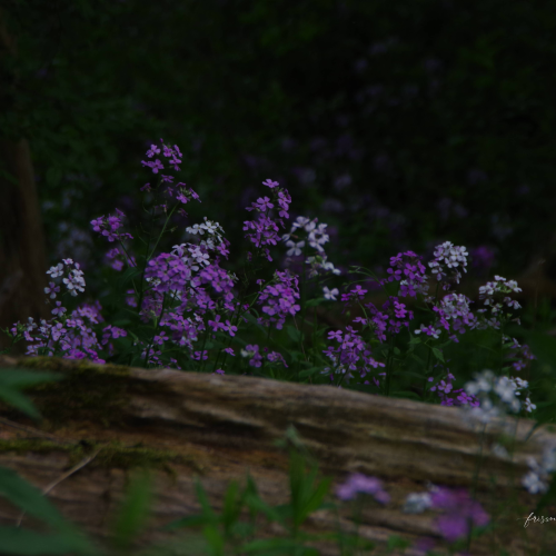Wildflower peek-a-boo