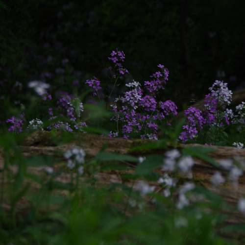 Wildflower peek-a-boo 2