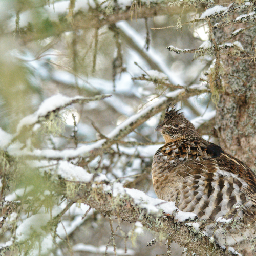 Winter in the Pines 