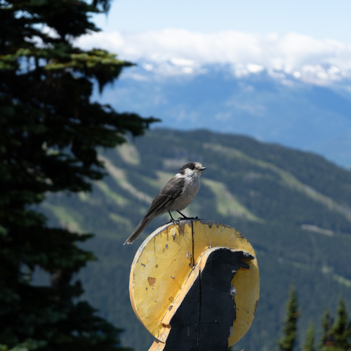 Bird is the Word