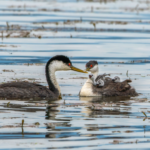 Grebe family