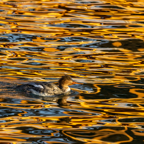 Merganser at Sunset