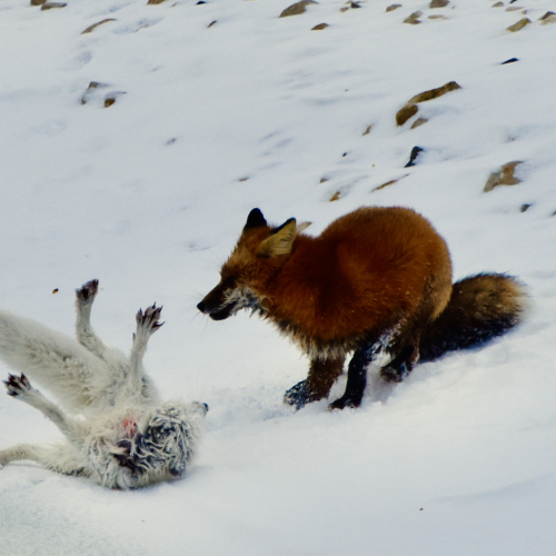 Death on the Tundra